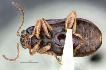 Media type: image;   Entomology 25032 Aspect: habitus ventral view